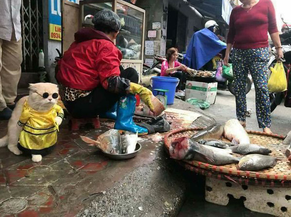 Chú mèo bán cá, thịt gây sốt ở chợ Hải Phòng